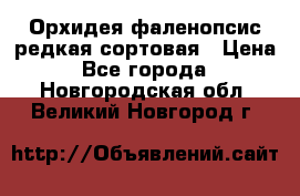 Орхидея фаленопсис редкая сортовая › Цена ­ 800 - Все города  »    . Новгородская обл.,Великий Новгород г.